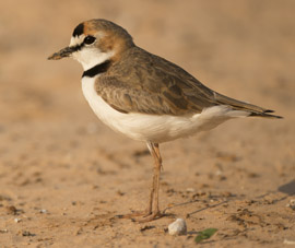 plover